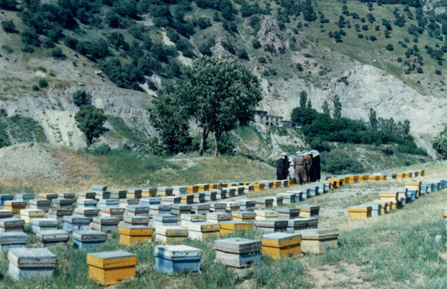 تولید عسل در تربت جام هفت درصد افزایش یافت