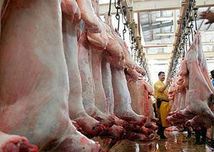 کشتار دام در کشتارگاه ها سلامت گوشت قربانی را تضمین می کند