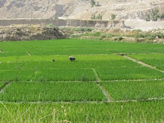 مزارع لرستان مملو از برنج خالی از آب!