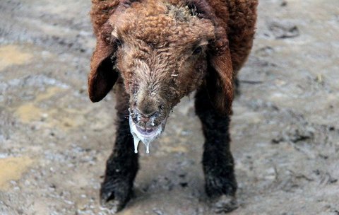 سرعت سرایت تب برفکی تا ۲۵ برابر کرونا