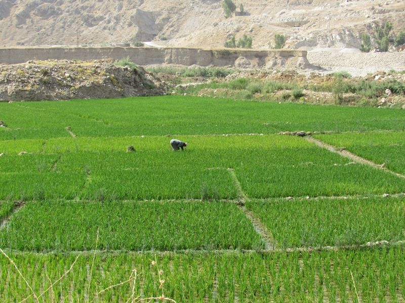 مزارع لرستان مملو از برنج خالی از آب!