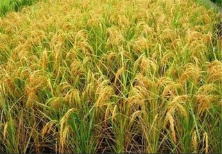 تولید افزون بر ۶۰ هزار و ۱۰۰ تن برنج سفید در آستانه اشرفیه