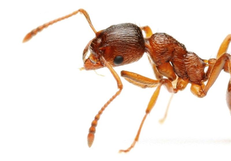 سم "مورچه آتشین" درمانی برای بیماری "پسوریازیس"
