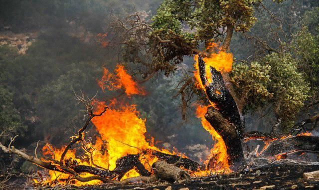 جنگل های روستای «بان امرود» در آتش می سوزند