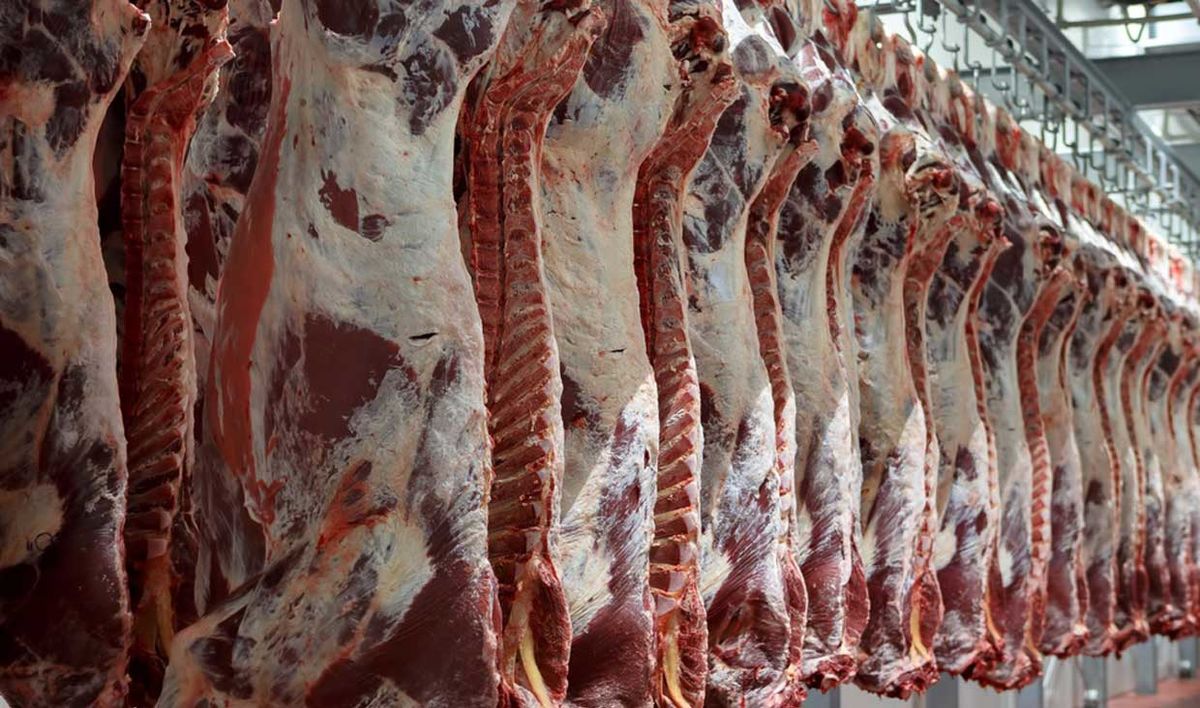 ۸۰۰ لاشه گوشت قرمز به صورت هفتگی وارد می شود