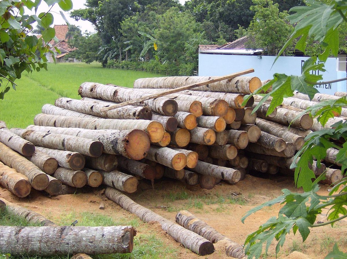  قاچاق چوب در سال جاری ۸ درصد افزایش یافت