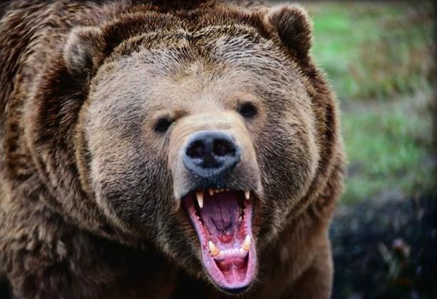 حمله خرس به مرد ۴۲ ساله کوهرنگی