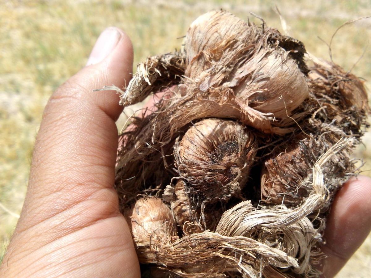 صدور پیاز زعفران از کشور چوب حراج به میراث کهن است