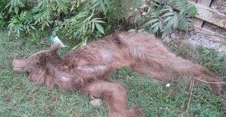 یک قلاده خرس در اسلام آباد غرب تلف شد/تلاش برای یافتن ضارب