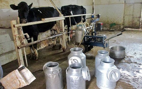 تولید شیر از طریق دامداری های سنتی در جهت تحقق اقتصاد مقاومتی است 