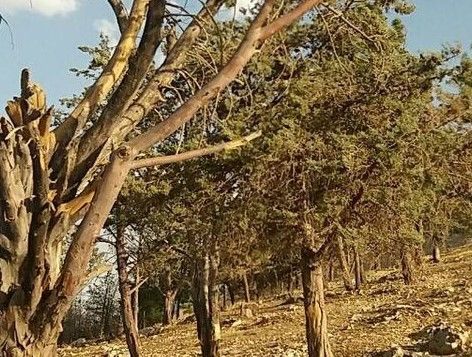 مرگ درختان ۴۰ ساله رقم خورده است
