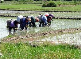 ۶۰درصد از فعالیتهای کشاورزی گیلان برعهده زنان است