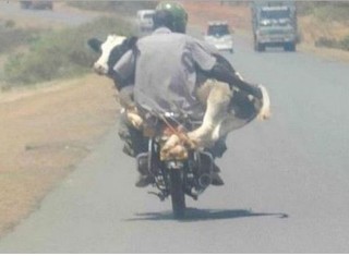 حمل گاو با موتورسیکلت!