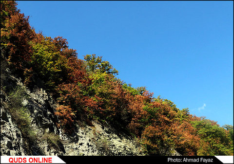 پاییز زیبای جنگل توسکستان استان گلستان- گزارش تصویری
