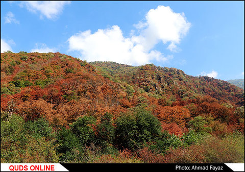 پاییز زیبای جنگل توسکستان استان گلستان- گزارش تصویری