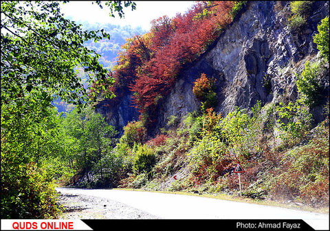 پاییز زیبای جنگل توسکستان استان گلستان- گزارش تصویری