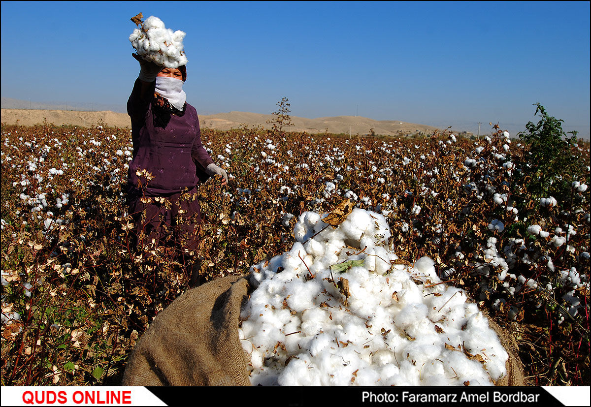 کشاورزان گلستان طلای سفید درو می‌کنند/پنبه رکود زده شد 