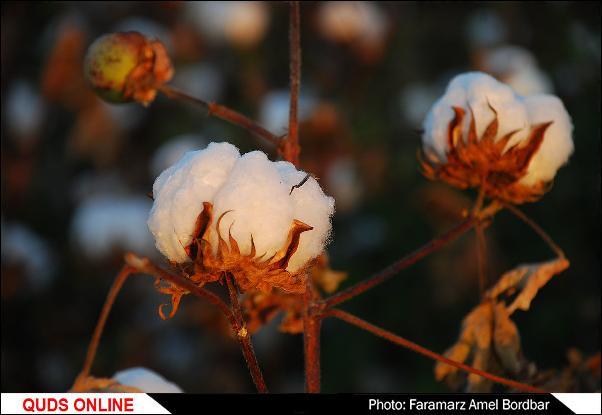 سرمای پاییزه به مزارع پنبه جوین در خراسان رضوی خسارت زد