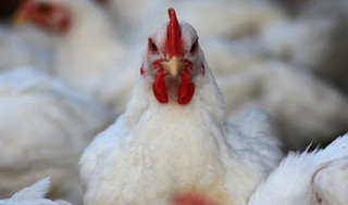 ۵۰۰ کیلوگرم مرغ زنده در لردگان کشف و معدوم سازی شد
