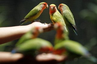 ۵۰ درصد پرنده‌های خشکی‌زی کشور در لرستان هستند