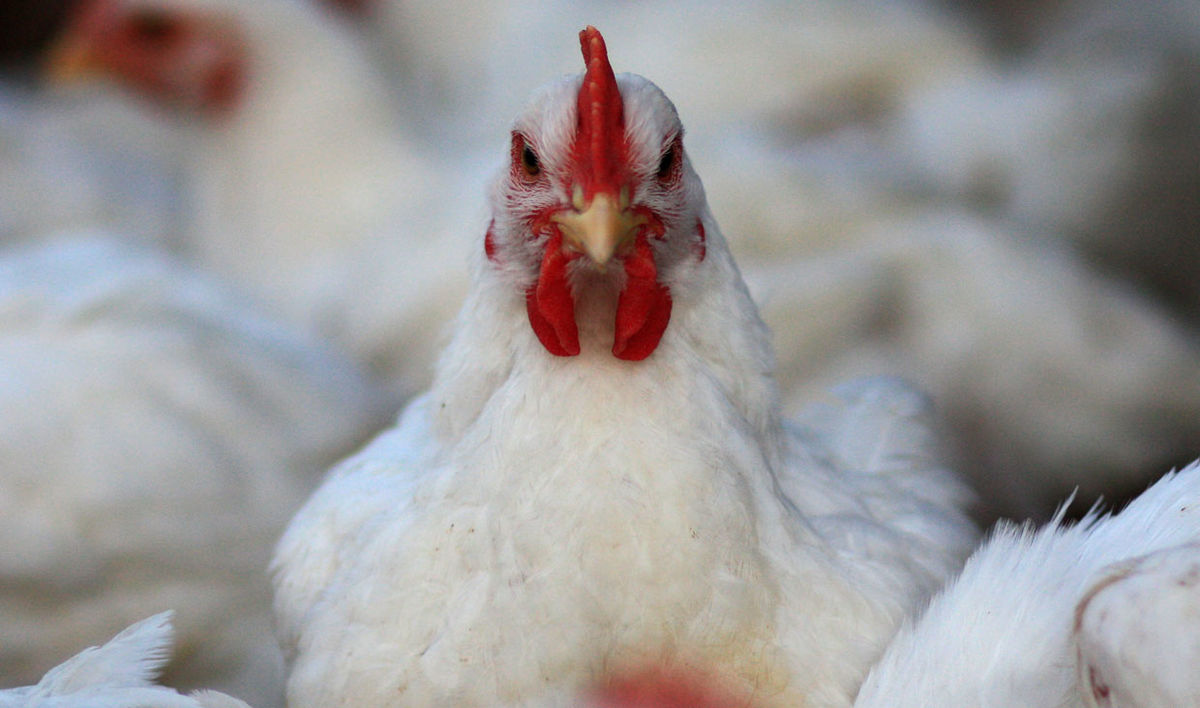 کشف یک هزار قطعه مرغ زنده گوشتی قاچاق در داورزن