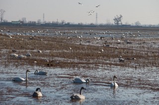 انتقاد فعالان محیط زیست از کشتار پرندگان مهاجر در مازندران