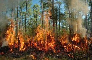 مهار آتش‌سوزی در یک هکتار از اراضی جنگلی ارتفاعات لوندویل آستارا