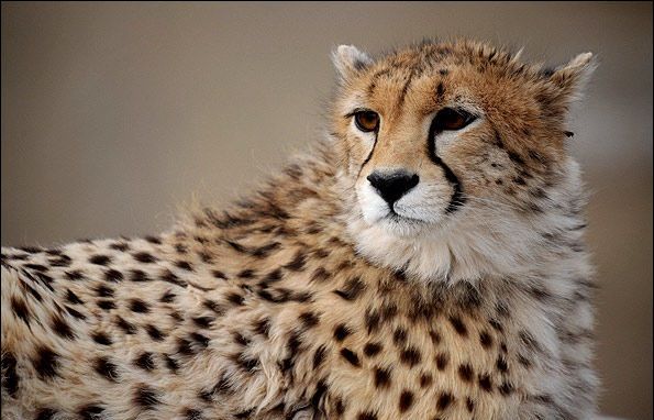 شناسایی زیستگاه جدید یوزپلنگ ایرانی در سمنان