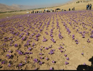 برداشت ۲۰ کیلوگرم زعفران از مزارع سیستان‌ و بلوچستان