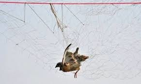 کشف ۱۵۷ رشته دام هوایی برای کشتار پرندگان لنگرود