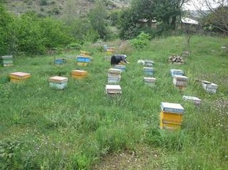 پوشش بیمه تکمیلی زنبورستان‌ها در سال زراعی آینده/ خسارت محدود سیل به زنبوردارها