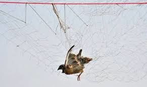 کشف ۱۵۷ رشته دام هوایی برای کشتار پرندگان لنگرود