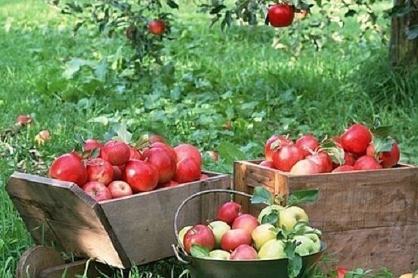 کمبود «صنایع تبدیلی» آفت محصول سیب آذربایجان  