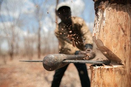 متخلف قطع درختان جنگلی در چهارمحال و بختیاری دستگیر شد