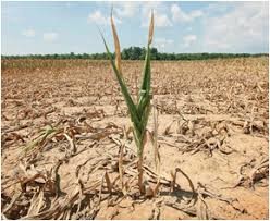 وقفیات کشاورزی یزد به دلیل شرایط خشکسالی‌ها فاقد درآمدزایی است