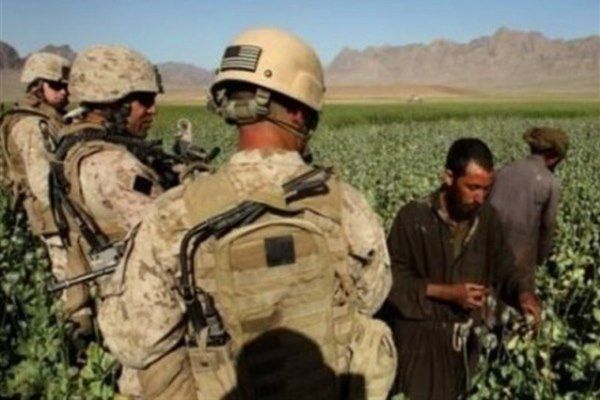 کشت مواد مخدر در افغانستان ۸۷ درصد افزایش یافته است
