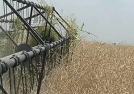 کارشناسان کشاورزی شهرستان جوین کشت بهینه گندم را به کشاورزان آموختند