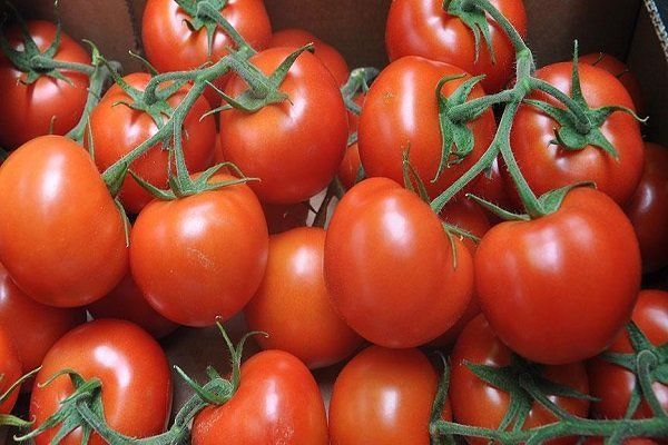 کاهش قیمت گوجه فرنگی در روزهای آینده