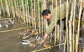 کومه‌های شکاری از ابزار اصلی قتل پرندگان مهاجر کومله