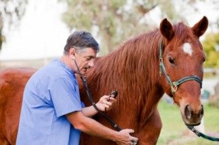 دوره آموزشی بیماری های اسب در قزوین برگزار شد