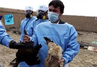 بیماریهای پرندگان مهاجر در طارم سفلی قزوین پایش می شود