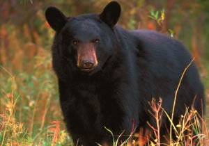 برخورد قانونی و جدی با عوامل تعرض وتخریب در زیستگاه خرس سیاه آسیایی