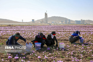 برگزاری تورهای گردشگری مزارع زعفران در تربت حیدریه 