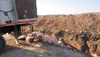 ۸ تن ضایعات فاسد کشتارگاهی در بافق توقیف و معدوم سازی شد