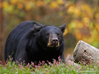 «خرس سیاه» عامل حفظ محیط زیست است
