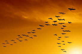 دامهای هوایی لنگرود در کمین کشتار پرندگان مهاجر