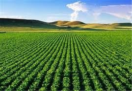 بهره مندی ۵۲۳ طرح کشاورزی البرز از تسهیلات بانکی