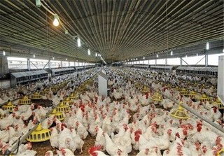 پرداخت ١٣٠ میلیاردتومان خسارت به مرغداران بزودی
