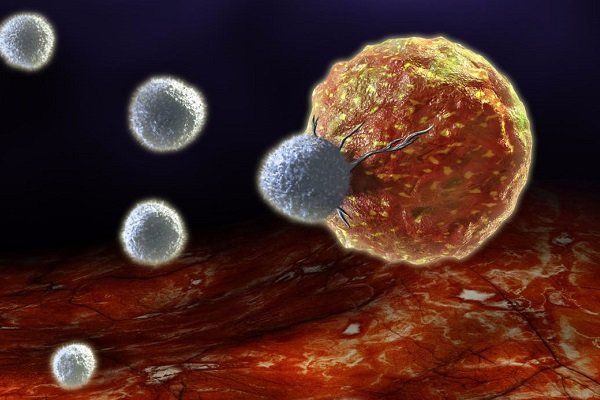 اجرای طرح پژوهشی از بین بردن سلول‌های بنیادی سرطان در دانشگاه علوم پزشکی مشهد