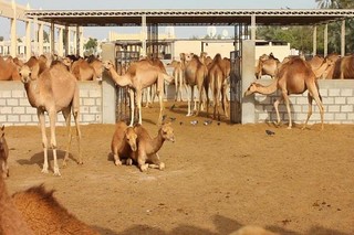 رونق پرورش شتر در تایباد